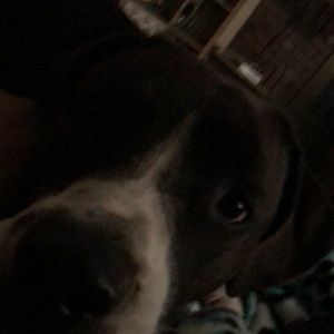 Meet your Posher, Melvin